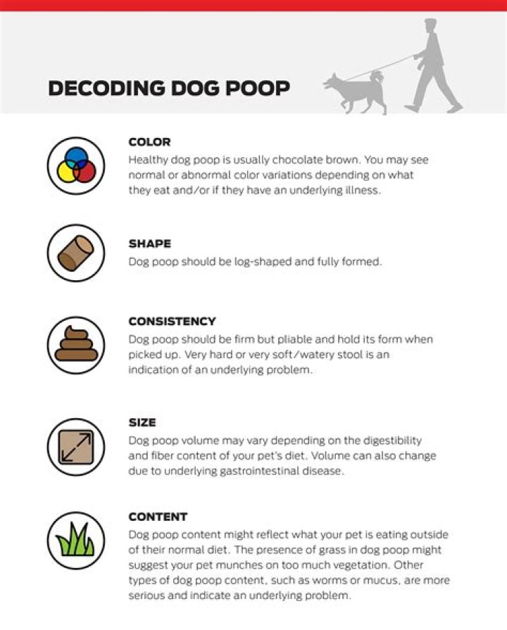 Decoding Your Poop: A Health Guide