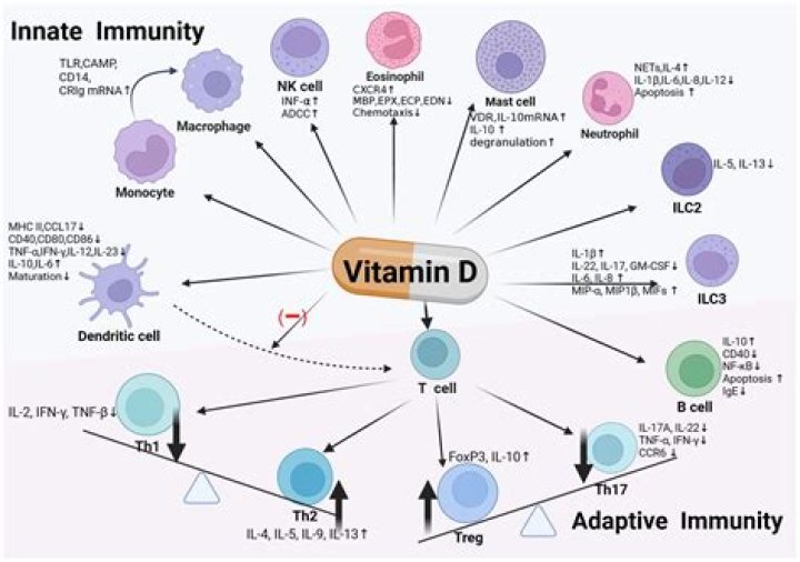 Vitamin D & Immune System: Benefits, Deficiency & How It Works